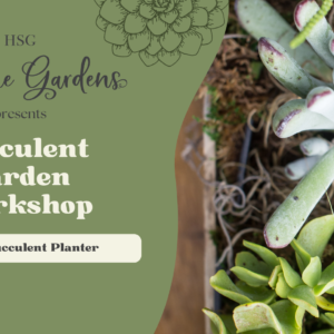 Adults Succulent Planting Workshop- Sat 28/5 12:30pm